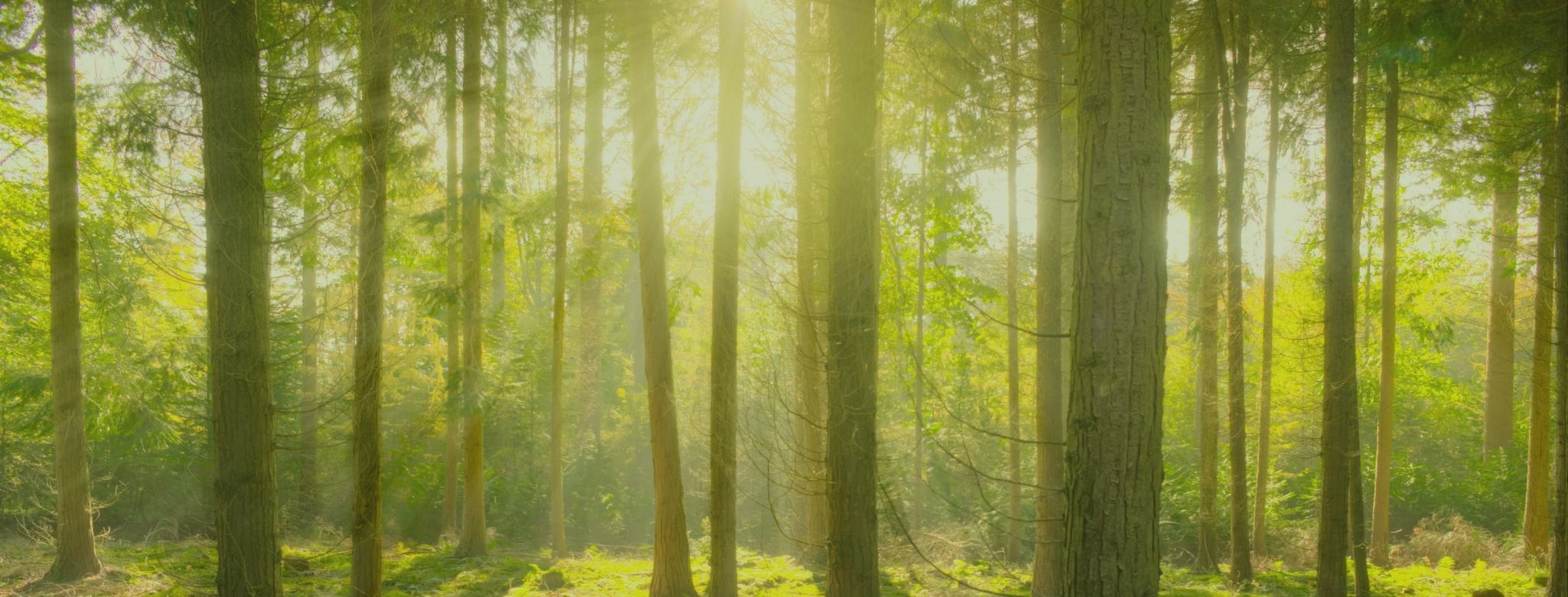 Convenios Empresariales